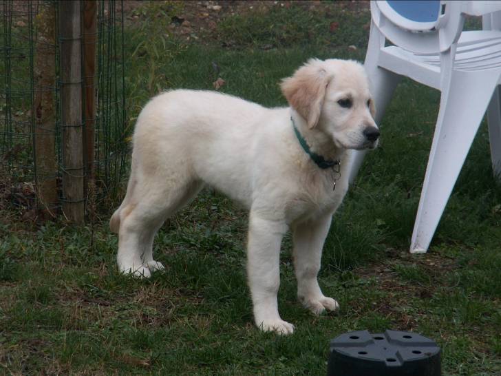 Eclipse - Golden Retriever (2 ans)