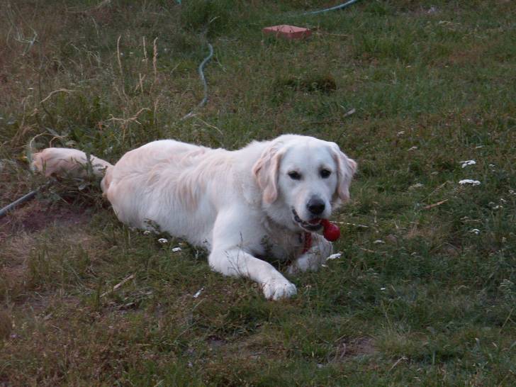 Eclipse - Golden Retriever (2 ans)
