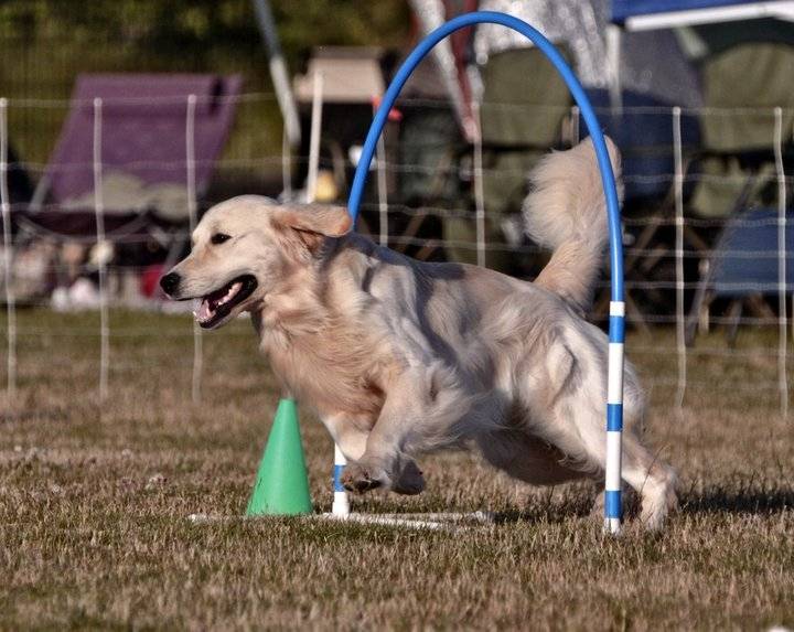 Kash - Golden Retriever Mâle (4 ans)