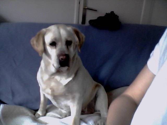 Vica ;) - Golden Retriever (8 ans)
