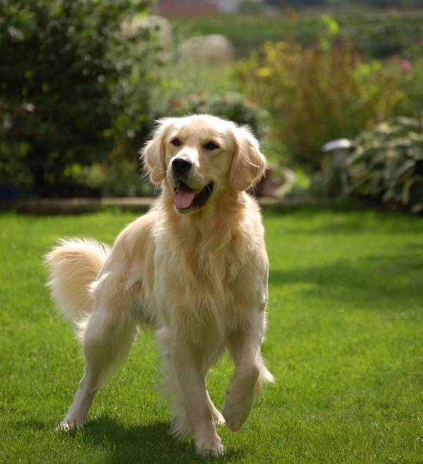 Bairon - Golden Retriever Mâle (5 ans)