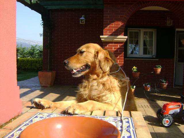 Gus - Golden Retriever Mâle (7 ans)