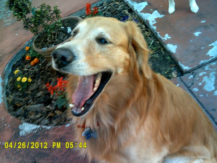 Fathom - Golden Retriever (5 ans)