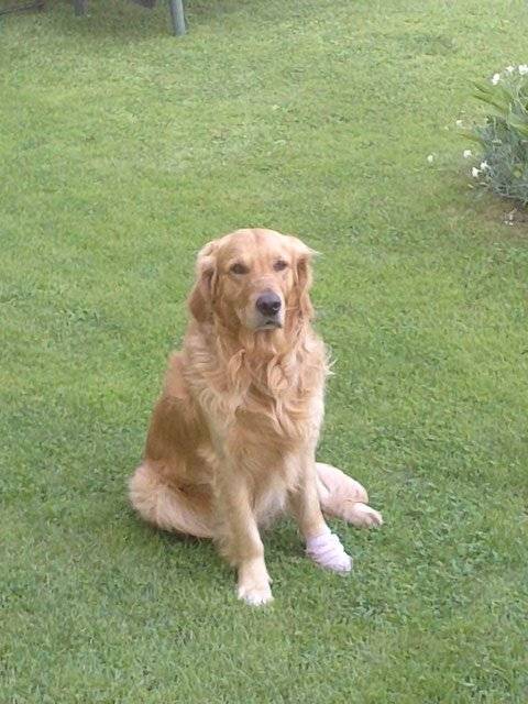 Algo - Golden Retriever Mâle (7 ans)