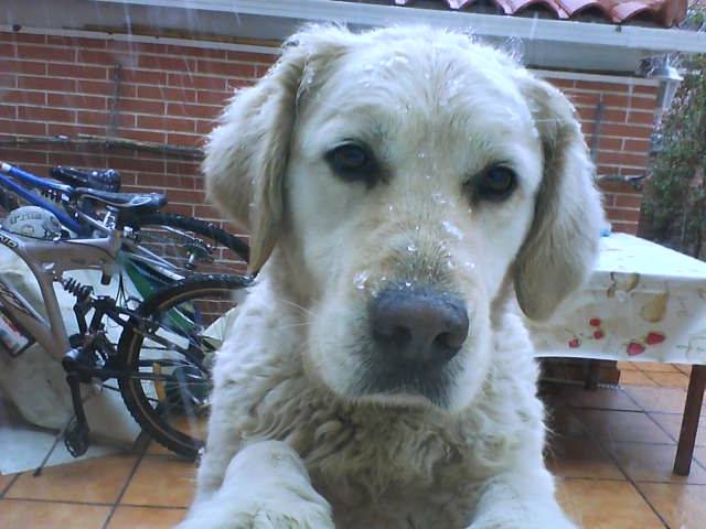 Gilda - Golden Retriever (11 ans)