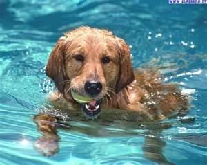 ceaser - Golden Retriever (2 mois)