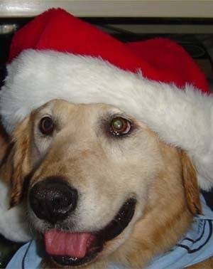 catie - Golden Retriever (15 ans)
