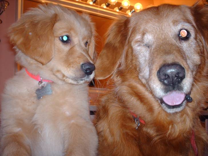 Karlee and Kagen - Golden Retriever