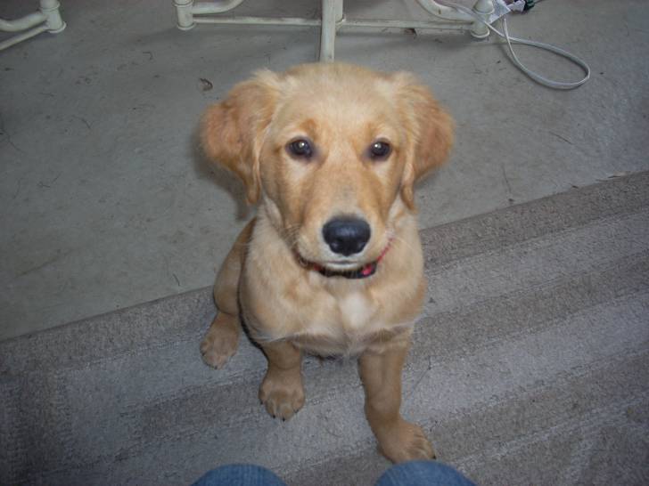 Buddy - Golden Retriever Mâle (1 an)