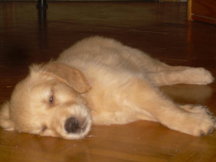 marnie - Golden Retriever (1 mois)