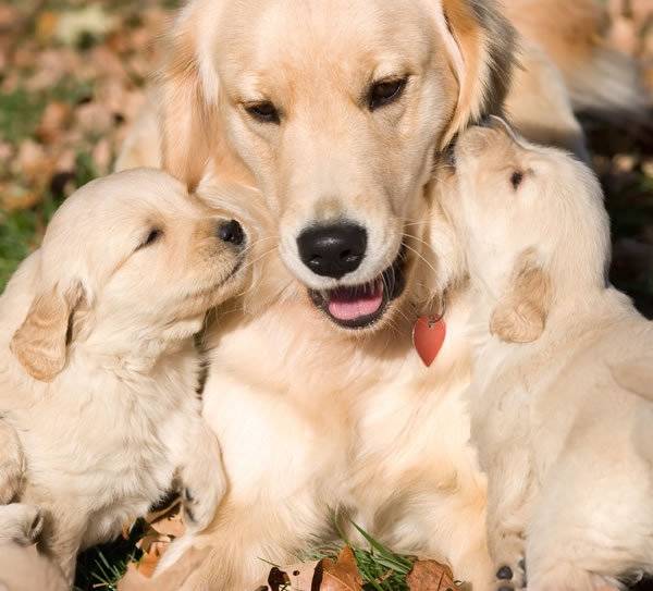Luna - Golden Retriever (4 ans)