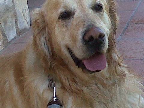 Esquitx - Golden Retriever Mâle (6 ans)
