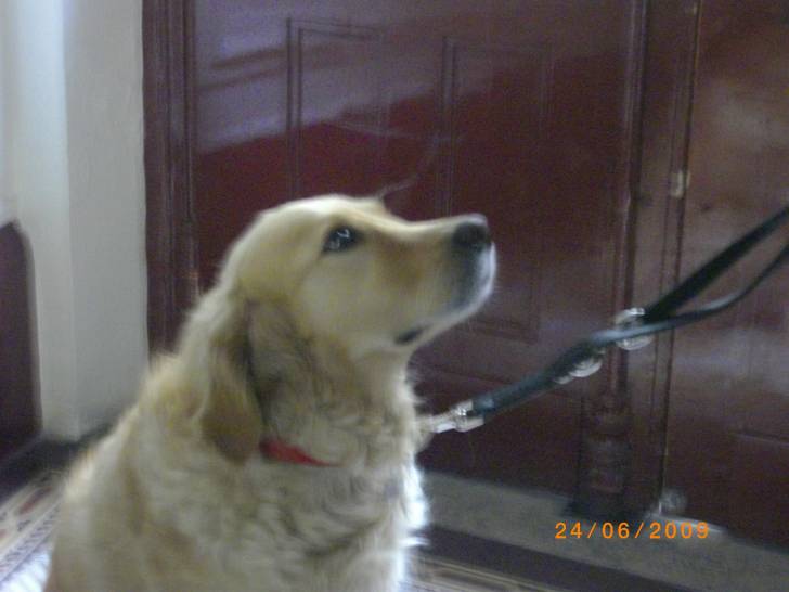 Alba - Golden Retriever (5 ans)