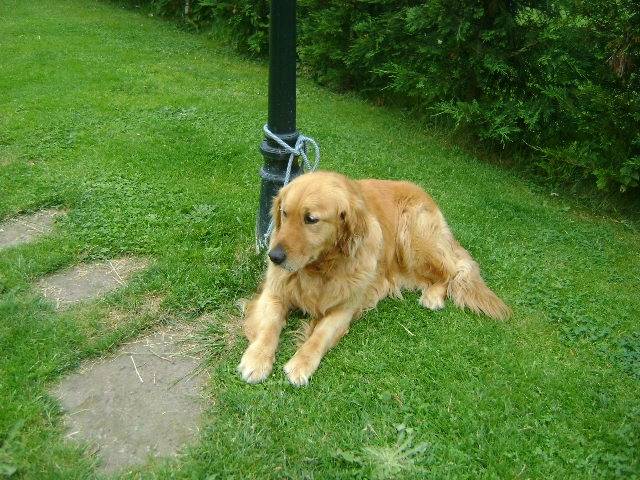 Gus - Golden Retriever Mâle (7 ans)