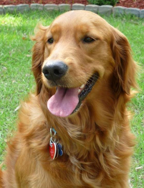 Honey - Golden Retriever (3 ans)