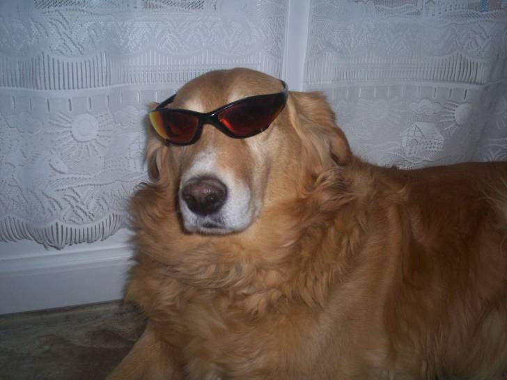 goldy - Golden Retriever (9 ans)