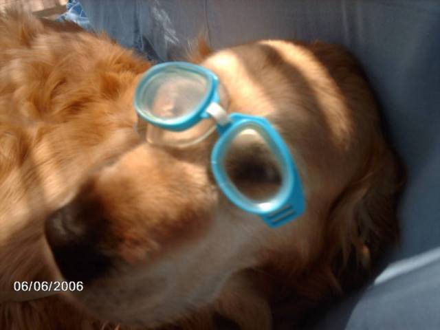 Moufassa - Golden Retriever Mâle (14 ans)