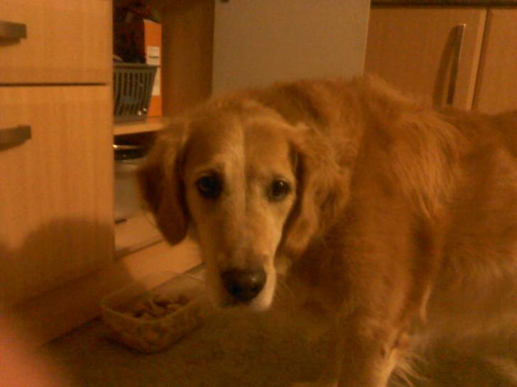 ollie - Golden Retriever Mâle (9 ans)