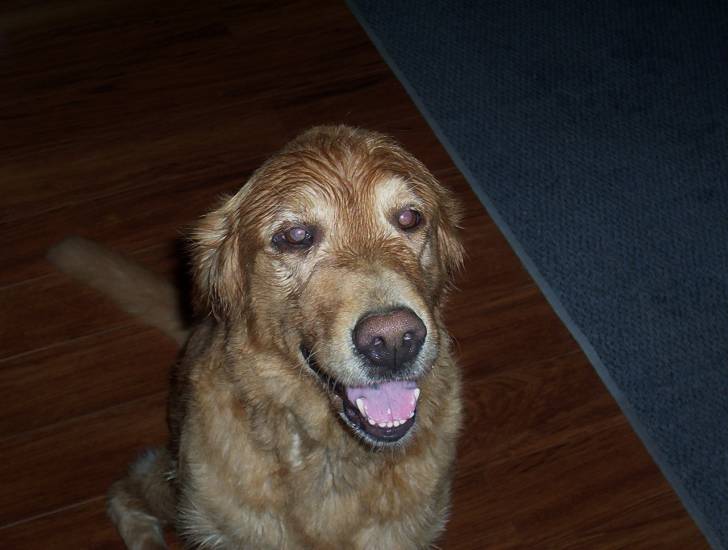 Shilo - Golden Retriever (8 ans)