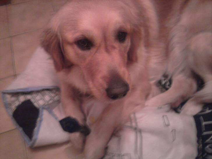 Ficelle - Golden Retriever (2 ans)