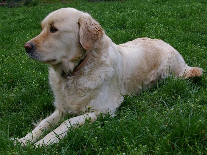 dallas - Golden Retriever Mâle (4 ans)