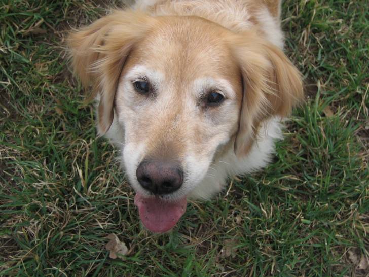 Shila - Golden Retriever (7 ans)