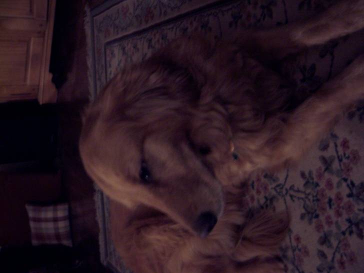 Jasmine - Golden Retriever (7 ans)