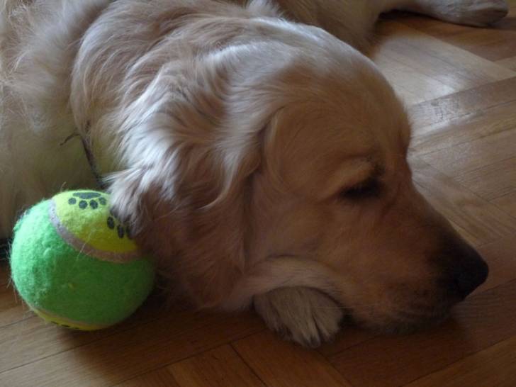 Willow - Golden Retriever (2 ans)