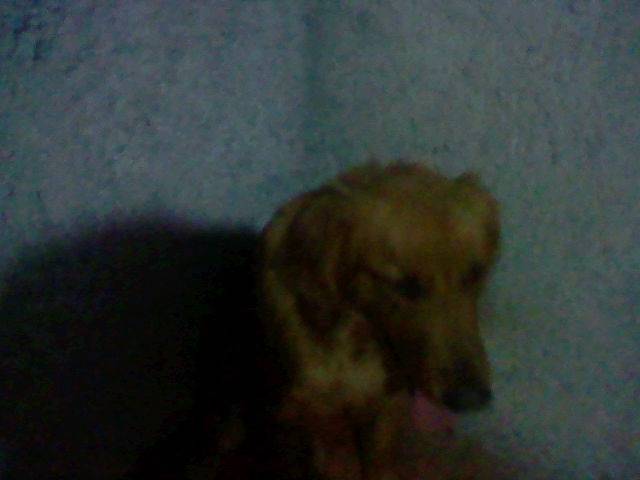 Brisa - Golden Retriever Mâle