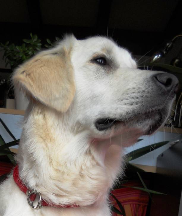gypsie - Golden Retriever (1 an)