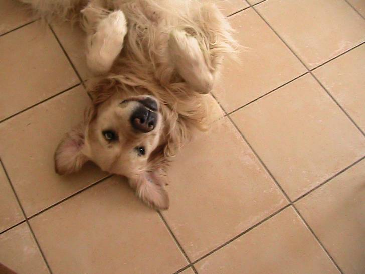 Twist - Golden Retriever Mâle (6 ans)