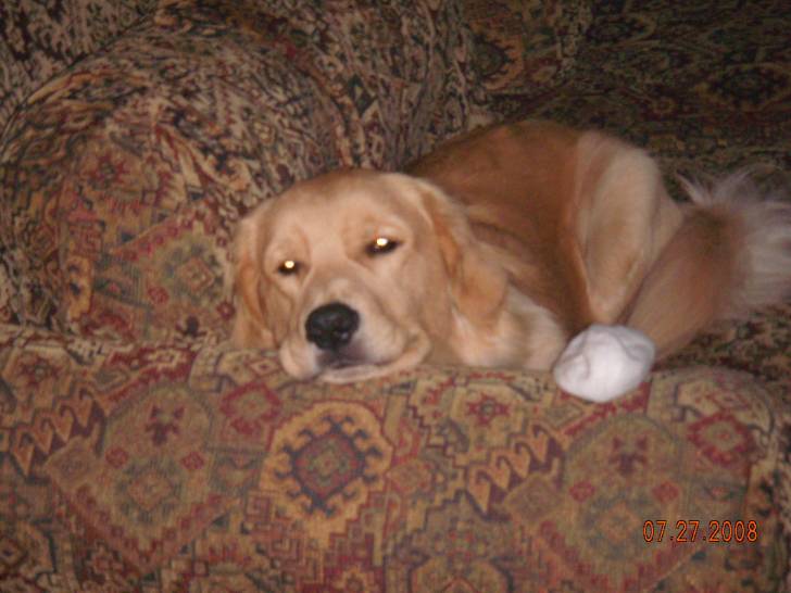 Buddy - Golden Retriever Mâle (2 ans)