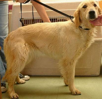 Hulina - Golden Retriever (3 ans)