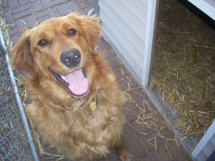 Bud - Golden Retriever Mâle (1 an)