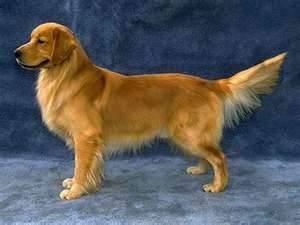 chaz - Golden Retriever Mâle (6 ans)