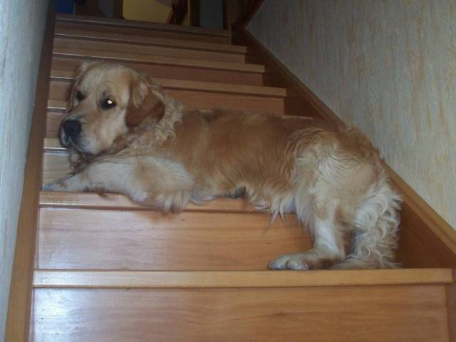 ulko - Golden Retriever Mâle (4 ans)