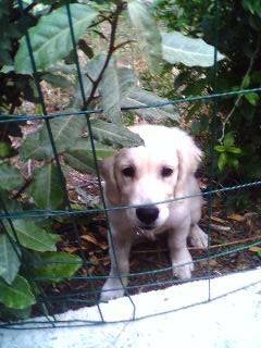 Fleur de Lys - Golden Retriever (11 mois)