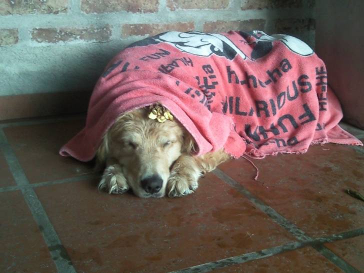 Pampa - Golden Retriever (9 ans)