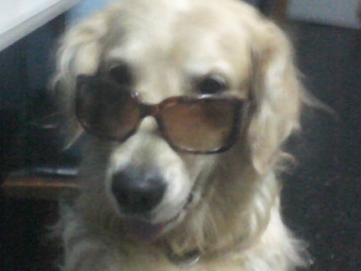 pampa - Golden Retriever (9 ans)