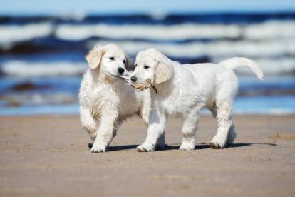 Deux chiots Golden Retriever jouant avec un poisson mort sur la plage