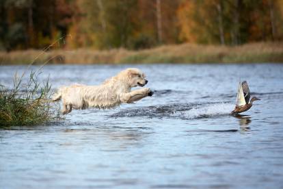 Un Golden Retriever se lançant à la poursuite d'un canard