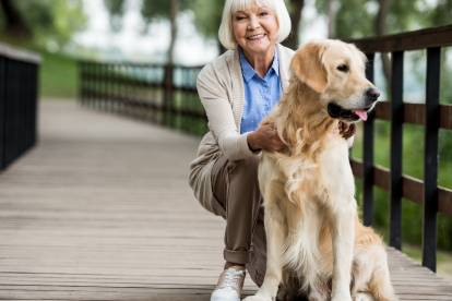 Un Golden Retriever assis aux pieds d'une femme âgée