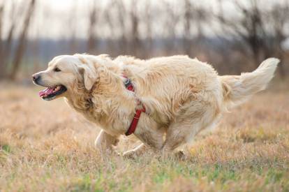 Un Golden Retriever avec un harnais courant dans un champ