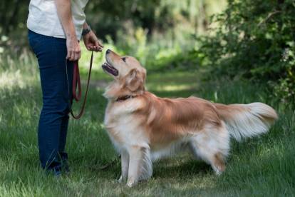 Un Golden Retriever faisant face à son maître
