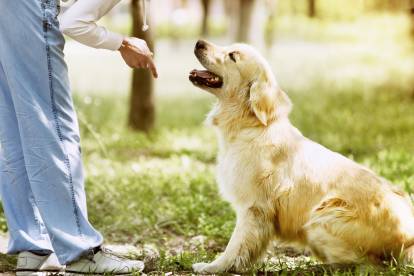 Un Golden Retriever assis et semblant suivre les instructions d'une personne