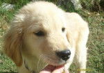 Homero - Golden Retriever Femelle (3 mois)