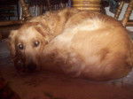 Isabell #2 - Golden Retriever Femelle (6 ans)
