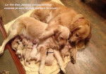 Dogs - Golden Retriever Femelle (8 ans)