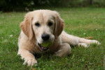 Mon amour - Golden Retriever Femelle (1 an)