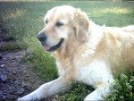 Stecy - Golden Retriever Femelle (10 mois)